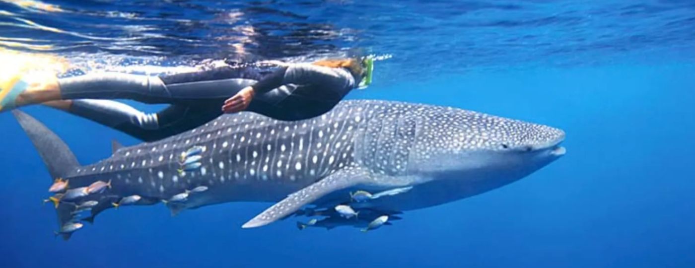 mother's day gifts for adventurous women - swimming with whale sharks
